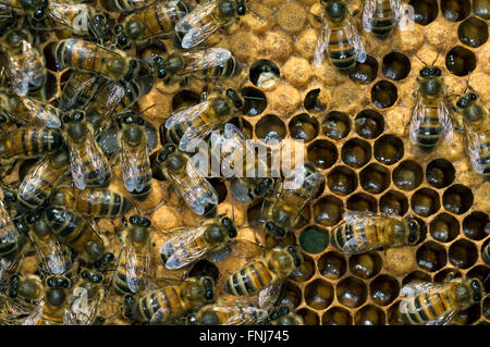 Il miele delle api dei lavoratori (Apis mellifera) sul pettine che mostra tappata e scoperchiate le celle contenenti larve Foto Stock