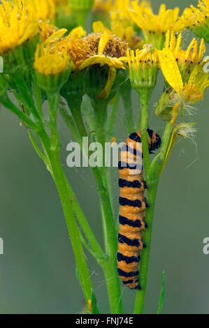 Caterpillar di cinabro tarma (Tyria jacobaeae / Phalaena jacobaeae) alimentazione su erba tossica (Jacobaea vulgaris / Senecio jacobaea) Foto Stock