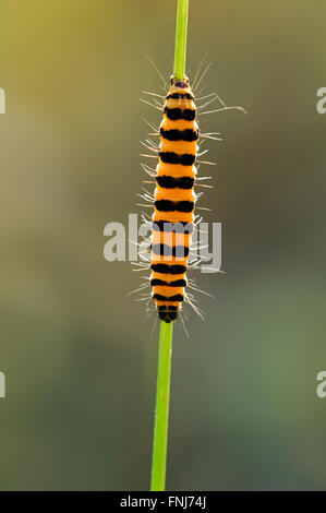 Caterpillar di cinabro tarma (Tyria jacobaeae / Phalaena jacobaeae) alimentazione su erba tossica (Jacobaea vulgaris / Senecio jacobaea) Foto Stock