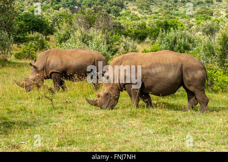 White Rhino nel Masai Mara Africa Foto Stock