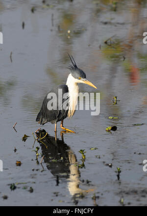 Pied airone rosso (Ardea Picata), Mamukala Wetlands, Parco Nazionale Kakadu, Territorio del Nord, l'Australia Foto Stock