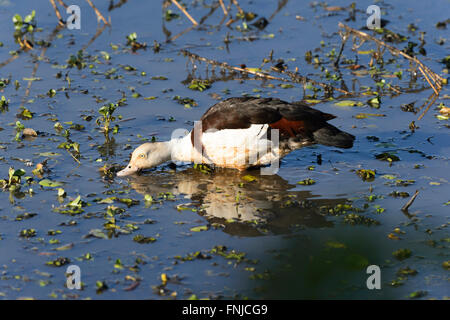 Shelduck Radjah o Burdekin Duck (Tadorna radjah), Mamukala Wetlands, Parco Nazionale Kakadu, Territorio del Nord, l'Australia Foto Stock