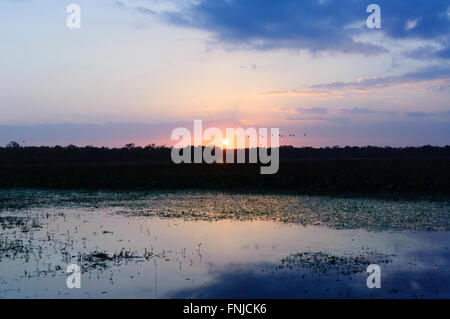 Sunrise over Mamukala Wetlands, Parco Nazionale Kakadu, Territorio del Nord, l'Australia Foto Stock