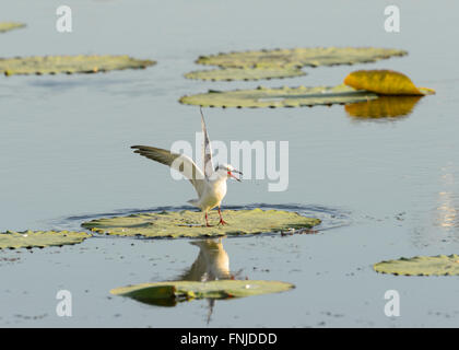 Mignattino piombato (Chlidonias hybridus), Fogg Dam, Territorio del Nord, l'Australia Foto Stock