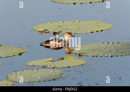 Sibilo errante-anatra (Dendrocygna arcuata), Fogg Dam, Territorio del Nord, l'Australia Foto Stock