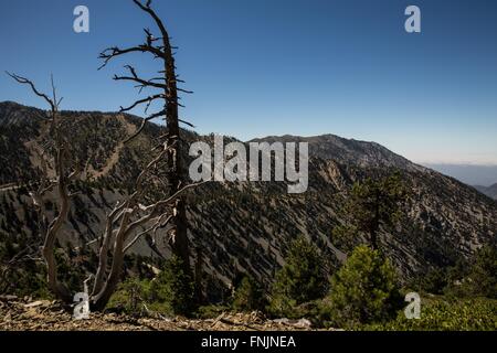 Mt Baldy, California, Stati Uniti d'America. Il 9 agosto, 2015. Monte San Antonio, solitamente indicato come il Monte Baldy, è la vetta più alta delle montagne di San Gabriel e il punto più alto nella Contea di Los Angeles, California. Il picco è entro le montagne di San Gabriel monumento nazionale e Angeles National Forest. Monte San Antonio a volte vette innevate sono visibili nelle giornate limpide e domina la vista del Los Angeles skyline del bacino. La montagna è stato nominato da un proprietario terriero locale dopo San Antonio di Padova. Sentieri escursionistici di raggiungere il vertice dai quattro lati della montagna e una rotta può essere completato con un Foto Stock