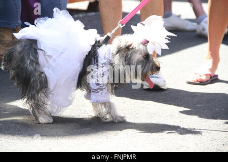 Tenerife, Spagna. 13 Mar, 2016. Gli amanti degli animali hanno avuto il loro posto nel Carnevale Internazionale di Los Cristianos con pet costume contest . Dodici candidati hanno superato sul palco principale delle vacanze. Sebastian Yorkshire accompagnato da Norely con la sorpresa fantasy ha vinto il primo premio. Il secondo premio è andato a il Chihuahua Golia e il suo Unicorn Carnavalero che hanno marciato con Carla e Laura. E terza per Willy e Mila fratelli, due shih tzu che era venuto da Star Wars accompagnato da Rosario e Raul. © Mercedes Menendez/RoverImages/Pacific Press/Alamy Live News Foto Stock