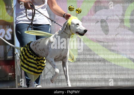 Tenerife, Spagna. 13 Mar, 2016. Gli amanti degli animali hanno avuto il loro posto nel Carnevale Internazionale di Los Cristianos con pet costume contest . Dodici candidati hanno superato sul palco principale delle vacanze. Sebastian Yorkshire accompagnato da Norely con la sorpresa fantasy ha vinto il primo premio. Il secondo premio è andato a il Chihuahua Golia e il suo Unicorn Carnavalero che hanno marciato con Carla e Laura. E terza per Willy e Mila fratelli, due shih tzu che era venuto da Star Wars accompagnato da Rosario e Raul. © Mercedes Menendez/RoverImages/Pacific Press/Alamy Live News Foto Stock