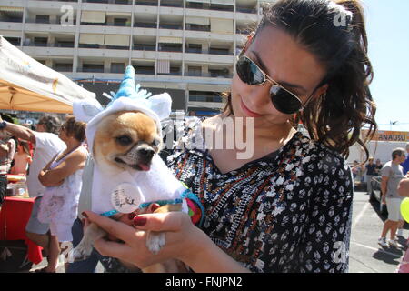 Tenerife, Spagna. 13 Mar, 2016. Un amante degli animali si unisce al Carnevale Internazionale di Los Cristianos con pet costume contest . Dodici candidati hanno superato sul palco principale delle vacanze. Sebastian Yorkshire accompagnato da Norely con la sorpresa fantasy ha vinto il primo premio. Il secondo premio è andato a il Chihuahua Golia e il suo Unicorn Carnavalero che hanno marciato con Carla e Laura. E terza per Willy e Mila fratelli, due shih tzu che era venuto da Star Wars accompagnato da Rosario e Raul. © Mercedes Menendez/RoverImages/Pacific Press/Alamy Live News Foto Stock