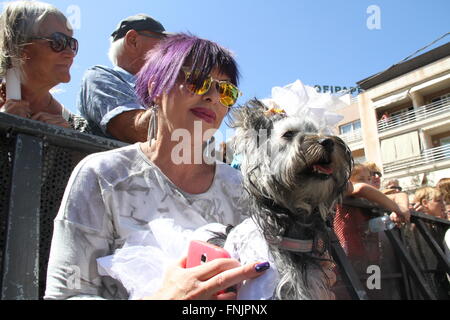 Tenerife, Spagna. 13 Mar, 2016. Un amante degli animali si unisce al Carnevale Internazionale di Los Cristianos con pet costume contest . Dodici candidati hanno superato sul palco principale delle vacanze. Sebastian Yorkshire accompagnato da Norely con la sorpresa fantasy ha vinto il primo premio. Il secondo premio è andato a il Chihuahua Golia e il suo Unicorn Carnavalero che hanno marciato con Carla e Laura. E terza per Willy e Mila fratelli, due shih tzu che era venuto da Star Wars accompagnato da Rosario e Raul. © Mercedes Menendez/RoverImages/Pacific Press/Alamy Live News Foto Stock