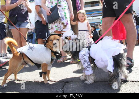 Tenerife, Spagna. 13 Mar, 2016. Gli amanti degli animali hanno avuto il loro posto nel Carnevale Internazionale di Los Cristianos con pet costume contest . Dodici candidati hanno superato sul palco principale delle vacanze. Sebastian Yorkshire accompagnato da Norely con la sorpresa fantasy ha vinto il primo premio. Il secondo premio è andato a il Chihuahua Golia e il suo Unicorn Carnavalero che hanno marciato con Carla e Laura. E terza per Willy e Mila fratelli, due shih tzu che era venuto da Star Wars accompagnato da Rosario e Raul. © Mercedes Menendez/RoverImages/Pacific Press/Alamy Live News Foto Stock