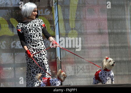 Tenerife, Spagna. 13 Mar, 2016. Un amante degli animali si unisce al Carnevale Internazionale di Los Cristianos con pet costume contest . Dodici candidati hanno superato sul palco principale delle vacanze. Sebastian Yorkshire accompagnato da Norely con la sorpresa fantasy ha vinto il primo premio. Il secondo premio è andato a il Chihuahua Golia e il suo Unicorn Carnavalero che hanno marciato con Carla e Laura. E terza per Willy e Mila fratelli, due shih tzu che era venuto da Star Wars accompagnato da Rosario e Raul. © Mercedes Menendez/RoverImages/Pacific Press/Alamy Live News Foto Stock