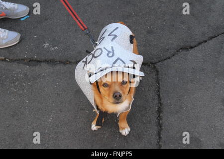 Tenerife, Spagna. 13 Mar, 2016. Gli amanti degli animali hanno avuto il loro posto nel Carnevale Internazionale di Los Cristianos con pet costume contest . Dodici candidati hanno superato sul palco principale delle vacanze. Sebastian Yorkshire accompagnato da Norely con la sorpresa fantasy ha vinto il primo premio. Il secondo premio è andato a il Chihuahua Golia e il suo Unicorn Carnavalero che hanno marciato con Carla e Laura. E terza per Willy e Mila fratelli, due shih tzu che era venuto da Star Wars accompagnato da Rosario e Raul. © Mercedes Menendez/RoverImages/Pacific Press/Alamy Live News Foto Stock