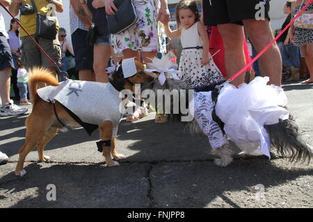 Tenerife, Spagna. 13 Mar, 2016. Gli amanti degli animali hanno avuto il loro posto nel Carnevale Internazionale di Los Cristianos con pet costume contest . Dodici candidati hanno superato sul palco principale delle vacanze. Sebastian Yorkshire accompagnato da Norely con la sorpresa fantasy ha vinto il primo premio. Il secondo premio è andato a il Chihuahua Golia e il suo Unicorn Carnavalero che hanno marciato con Carla e Laura. E terza per Willy e Mila fratelli, due shih tzu che era venuto da Star Wars accompagnato da Rosario e Raul. © Mercedes Menendez/RoverImages/Pacific Press/Alamy Live News Foto Stock