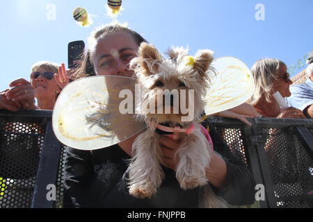 Tenerife, Spagna. 13 Mar, 2016. Un amante degli animali si unisce al Carnevale Internazionale di Los Cristianos con pet costume contest . Dodici candidati hanno superato sul palco principale delle vacanze. Sebastian Yorkshire accompagnato da Norely con la sorpresa fantasy ha vinto il primo premio. Il secondo premio è andato a il Chihuahua Golia e il suo Unicorn Carnavalero che hanno marciato con Carla e Laura. E terza per Willy e Mila fratelli, due shih tzu che era venuto da Star Wars accompagnato da Rosario e Raul. © Mercedes Menendez/RoverImages/Pacific Press/Alamy Live News Foto Stock