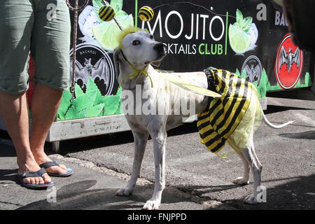 Tenerife, Spagna. 13 Mar, 2016. Gli amanti degli animali hanno avuto il loro posto nel Carnevale Internazionale di Los Cristianos con pet costume contest . Dodici candidati hanno superato sul palco principale delle vacanze. Sebastian Yorkshire accompagnato da Norely con la sorpresa fantasy ha vinto il primo premio. Il secondo premio è andato a il Chihuahua Golia e il suo Unicorn Carnavalero che hanno marciato con Carla e Laura. E terza per Willy e Mila fratelli, due shih tzu che era venuto da Star Wars accompagnato da Rosario e Raul. © Mercedes Menendez/RoverImages/Pacific Press/Alamy Live News Foto Stock