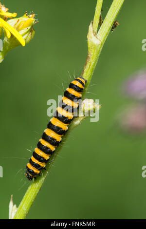 Il bruco di cinabro Tarma (Tyria jacobaeae) salite il gambo di erba tossica (Jacobaea vulgaris) impianto. Foto Stock