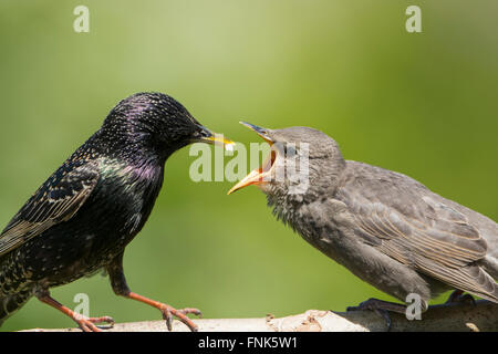 Un adulto comune (Starling Sternus vulgaris) alimenta un giovane uccello in un giardino soleggiato, Hastings, East Sussex Foto Stock