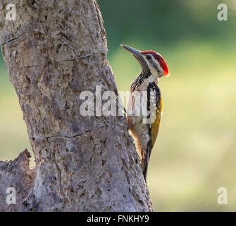 Nero Flameback Rumped o minore Golden Backed Woodpecker appollaiato Foto Stock
