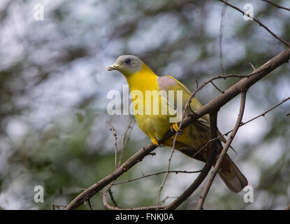 Zampe giallo Piccione Verde o Giallo Verde Footed Piccione appollaiato Foto Stock