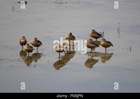 Sibilo minore anatre gregge Foto Stock