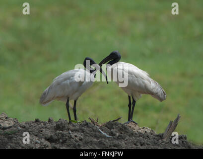 Oriental Ibis bianco appollaiata Foto Stock