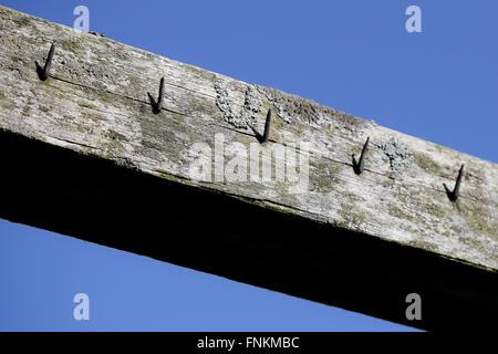 L'ultimo residuo tenterhook fotogrammi nel mondo. Spine sono state utilizzate per allungare e panno asciutto dopo la tessitura Foto Stock