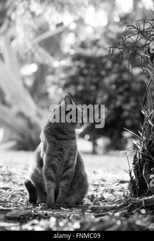 Feral cat su Palm Beach Island Foto Stock