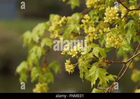 Albero di acero fioritura in primavera. I rami sullo sfondo della splendida bokeh di fondo. Foto Stock