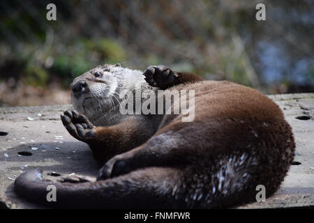 Otter godendo di se stesso al sole Foto Stock