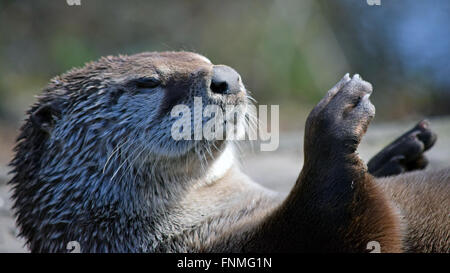 Otter godendo di se stesso al sole Foto Stock