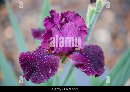 Tall Barbuto (Iris Iris germanica) close-up sotto la pioggia. Foto Stock