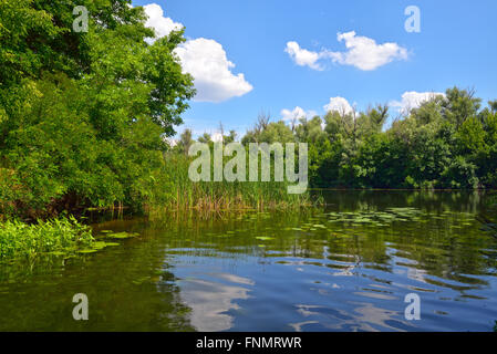 Giornata di sole sul fiume con canne e foresta contro un cielo blu Foto Stock