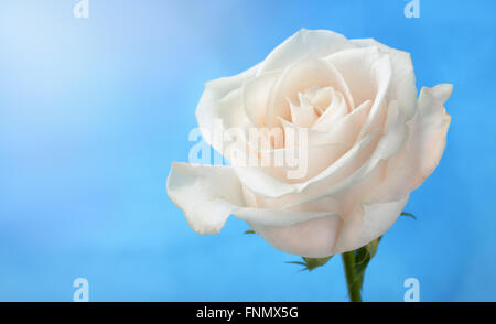 Rosa Bianca sotto il cielo blu sullo sfondo Foto Stock