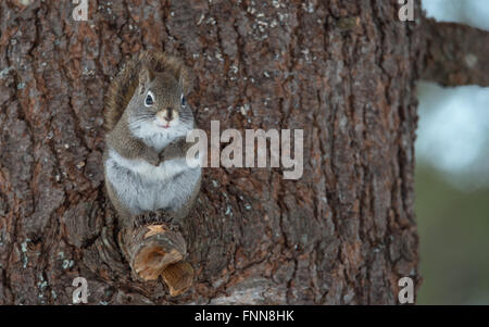Endearing, primavera scoiattolo rosso ravvicinato e guardando la telecamera, seduti su un ramo rotto il moncone di un albero di pino. Foto Stock