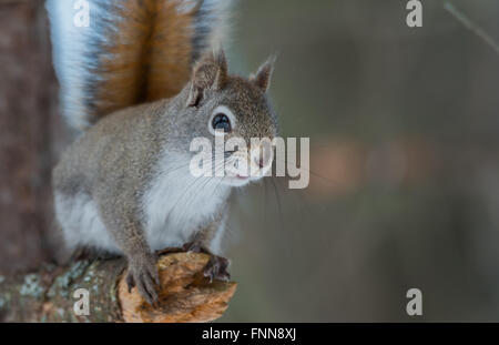 Endearing, primavera scoiattolo rosso ravvicinato e guardando la telecamera, seduto su un ramo rotto il moncone. Foto Stock