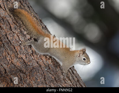 Fiery orange primavera scoiattolo rosso a piena lunghezza su un albero. Quick piccola creatura di bosco in esecuzione su e giù alberi in un legno Foto Stock