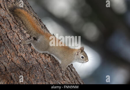 Fiery orange primavera scoiattolo rosso a piena lunghezza su un albero. Quick piccola creatura di bosco in esecuzione su e giù alberi in un legno Foto Stock
