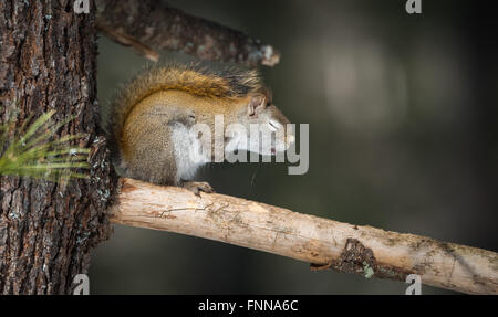 Endearing, primavera, sleepy scoiattolo rosso seduto su un ramo rotto il moncone su un pino, zampe nascosto sotto a occhi chiusi. Foto Stock