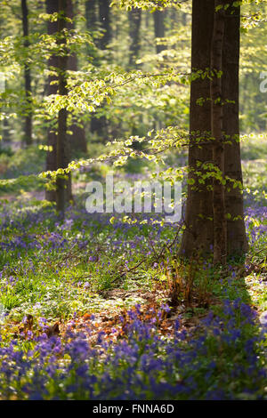 Sole mattutino in primavera la fioritura foresta, Hallerbos, Belgio Foto Stock