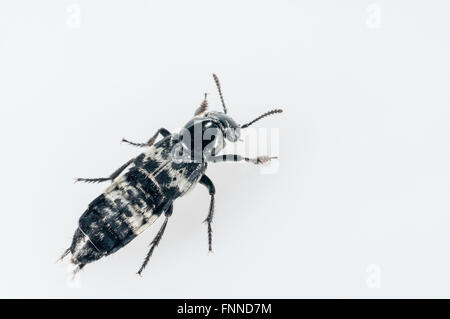 Hairy rove beetle, Creophilus maxillosus; nativo per USA orientale; intaglio con sfondo bianco Foto Stock