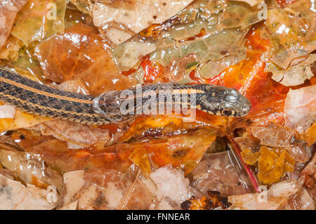 Le pianure garter snake, Thamnophis radix; nativo alla centrale di Stati Uniti a Canada Foto Stock