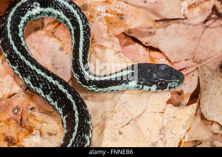 Puget Sound garter snake, Thamnophis sirtalis pickeringii; nativo per NW Washington, Isola di Vancouver e SW British Columbia Foto Stock