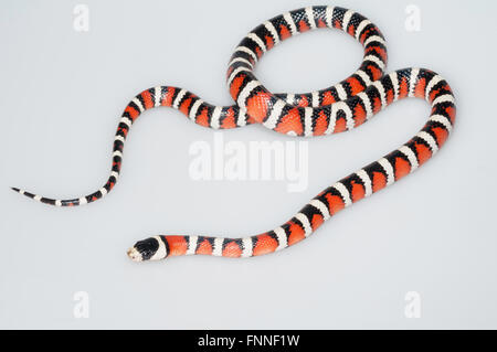 Monte Arizona, kingsnake Lampropeltis pyromelana pyromelana; nativo per il Messico e Arizona; ritagliata su sfondo bianco Foto Stock