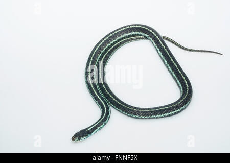 Puget Sound garter snake, Thamnophis sirtalis pickeringii; nativo per NW Washington, Isola di Vancouver e SW British Columbia Foto Stock