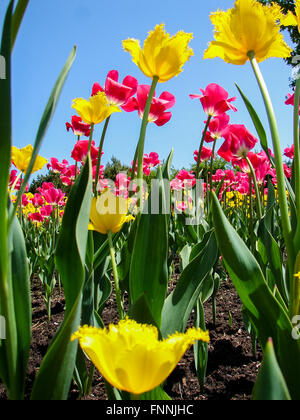 Bug's eye of tulip bed a Ottawa Tulip Festival Foto Stock