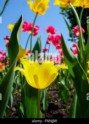 Bug's eye of tulip bed a Ottawa Tulip Festival Foto Stock