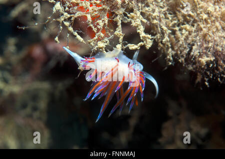 Un piccolo viola invertebrato scivola sul fondale Foto Stock