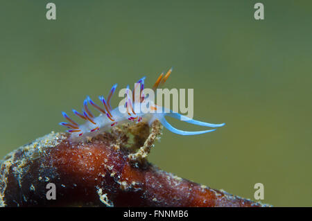 Un piccolo viola invertebrato scivola sul fondale Foto Stock