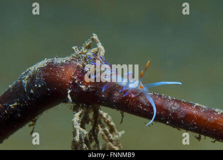 Un piccolo viola invertebrato scivola sul fondale Foto Stock
